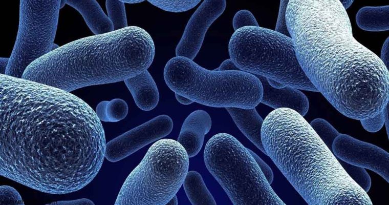 نقش باکتری‌های مفید روده در حفظ ایمنی بدن 4